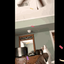 Cat Love GIF - Cat Love Confetti GIFs