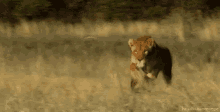 Tiger Running GIF