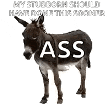 a donkey with the words `` my stubborn should have done this sooner '' written on it is standing on a white background .