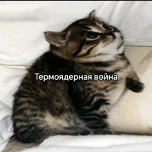 a kitten is sitting on a bed with a caption in russian that says термоядерная война