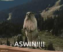 Aswin GIF - Aswin GIFs
