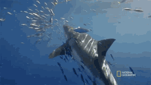 Bite Most Wanted Sharks GIF