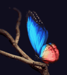 Butterfly Schmetterling GIF Butterfly Schmetterling Discover