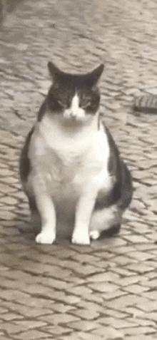 a black and white cat is sitting on a brick walkway .