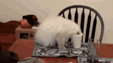 13 GIF - Cat Cup Stuck GIFs
