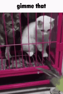 Cat Gimme That GIF - Cat Gimme That GIFs