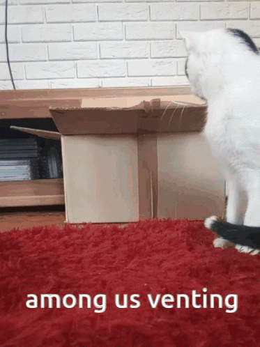 Maya The Cat Is Venting GIF - Maya The Cat Is Venting GIFs