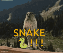 Snake Snake Scream GIF - Snake Snake Scream Snake Marmot GIFs
