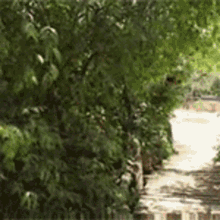 a path surrounded by trees and shrubs leading to a body of water