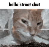 a cat is eating food from a bowl and says hello street chat