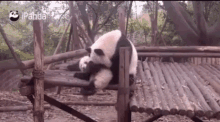 Panda Ipanda GIF - Panda Ipanda Fall GIFs