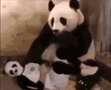 Sneezing Panda Panda GIF - Sneezing Panda Panda Woke GIFs