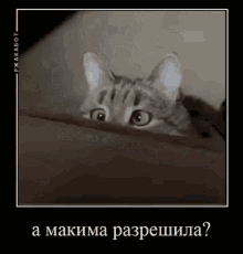 a cat is peeking out from under a blanket and looking at the camera .