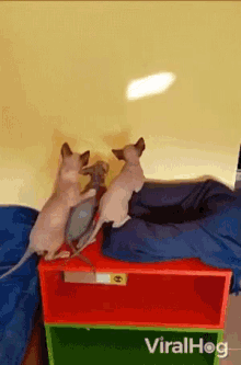 Cats Jumping GIF - Cats Jumping Paws GIFs