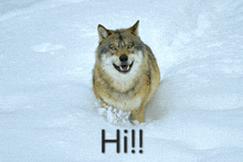a picture of a wolf in the snow with the word hi written on the bottom