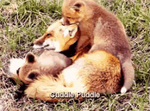 cuddle puddle fox cuddle snuggle cozy