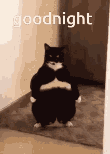 Goodnight Fat Cat GIF - Goodnight Fat Cat GIFs