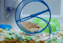 Rat Wheel GIF - Rat Wheel Race GIFs