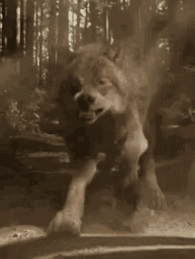 Angry Wolf GIF