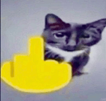 a cat is giving a middle finger in front of a yellow thumbs up icon .