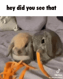 two rabbits are eating carrots on a bed and one of them is holding a carrot in its mouth .