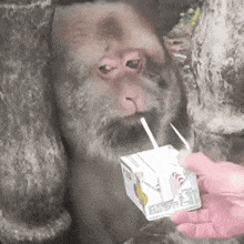 a person is feeding a monkey a carton of apple juice