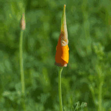 california poppy bloom flower