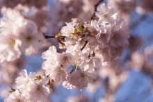 Flower Cherryblossom Pink Spring GIF - Flower Cherryblossom Pink Spring GIFs