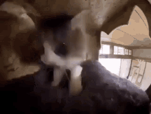 Cat Cat Getting Comfy GIF - Cat Cat Getting Comfy Idk What This Is Called GIFs