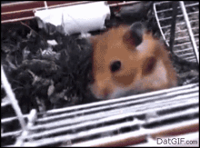 Eye Cage GIF Eye Cage Puke Discover Share GIFs