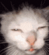 a close up of a white cat 's face with a black background