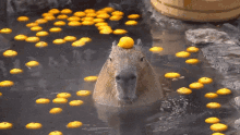 Capybara Capibara GIF - Capybara Capibara Meh GIFs