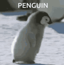 run penguin