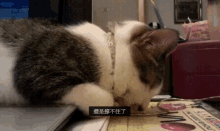 愛打瞌睡的貓 Cat Dozed Off GIF - 眠sleepy Sleep Take A Nap GIFs