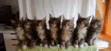 Yes Kittens GIF - Yes Kittens Cats GIFs