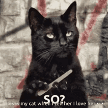 My Cat Does The Same I Love My Cat GIF - My Cat Does The Same I Love My Cat So GIFs