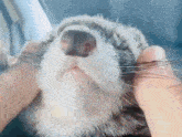 Ferret Yawn GIF - Ferret Yawn Pets GIFs