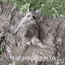 Mudgangers Wya GIF - Mudgangers Wya Raccoon GIFs