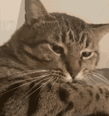 Fat Cheeks Cat GIF - Fat Cheeks Cat GIFs