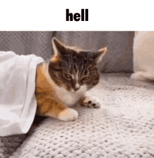 Cat Hell GIF - Cat Hell Hell No GIFs