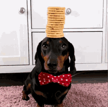Balancing The Pet Collective GIF - Balancing The Pet Collective Patience GIFs