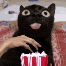 Cat Popcorn GIF - Cat Popcorn React GIFs