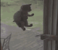 Cat Kitty GIF - Cat Kitty Slide GIFs