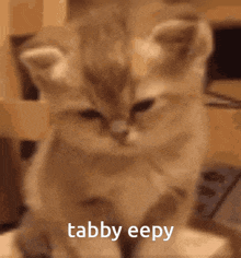 Tabby Eepy GIF