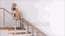 Stair Lift Tiger GIF - Stair Lift Tiger Shutterstock GIFs