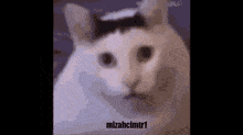 Huhcat Mizahcimtr1 GIF - Huhcat Mizahcimtr1 Cat GIFs