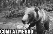 you bully come at me bro bear funny