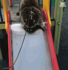 Going Down Slide Weee GIF - Going Down Slide Weee Raccoon GIFs