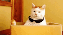 Cat Shades GIF - Cat Shades Sunglasses GIFs
