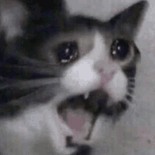 Cat Meme GIF - Cat Meme Scream GIFs
